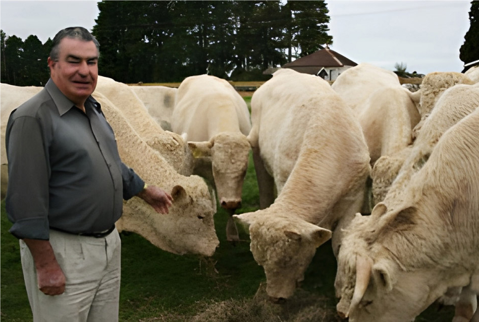 Man with herd of cows